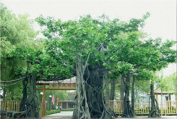 定做假树大门大型门头假山门头仿真古树景区塑石山门水泥设计施工